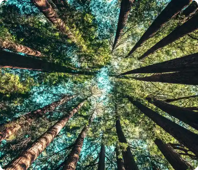Trees Web